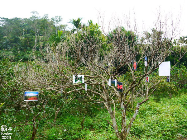 望龍埤:宜蘭花果野食趣 ,在果園裡面吃金棗的裸食饗宴!