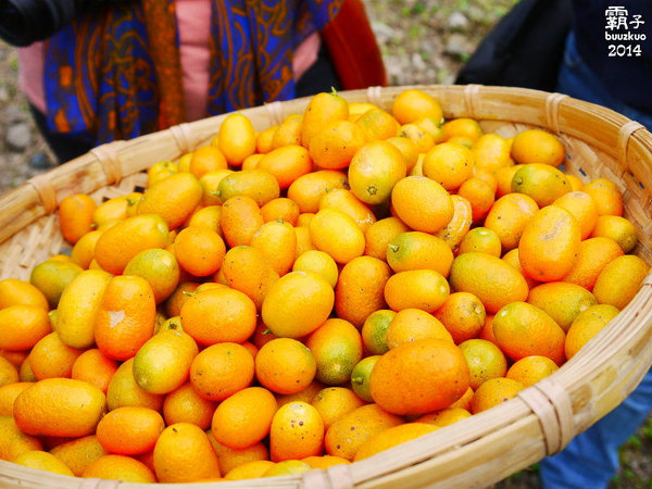 望龍埤:宜蘭花果野食趣 ,在果園裡面吃金棗的裸食饗宴!