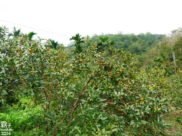 望龍埤:宜蘭花果野食趣 ,在果園裡面吃金棗的裸食饗宴!