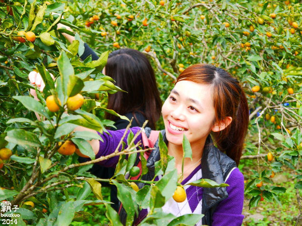 望龍埤:宜蘭花果野食趣 ,在果園裡面吃金棗的裸食饗宴!