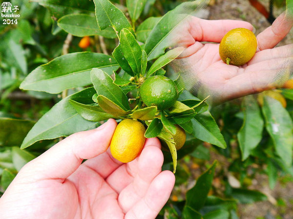 望龍埤:宜蘭花果野食趣 ,在果園裡面吃金棗的裸食饗宴!