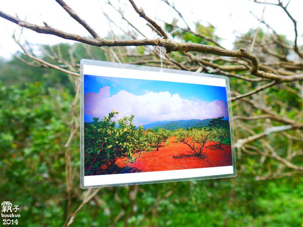 望龍埤:宜蘭花果野食趣 ,在果園裡面吃金棗的裸食饗宴!