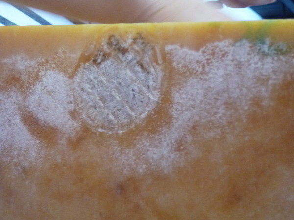 FELICE：【苗栗頭份】午間小悠閒－FELICE費莉絲精緻義大利麵