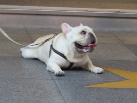 Perfume Dance 跳舞香水(ATT店):被華麗氛圍迷惑的【Perfume Dance 跳舞香水/ATT店】