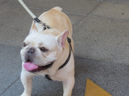 Perfume Dance 跳舞香水(ATT店):被華麗氛圍迷惑的【Perfume Dance 跳舞香水/ATT店】