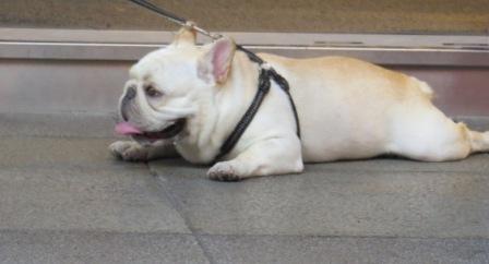 Perfume Dance 跳舞香水(ATT店):被華麗氛圍迷惑的【Perfume Dance 跳舞香水/ATT店】