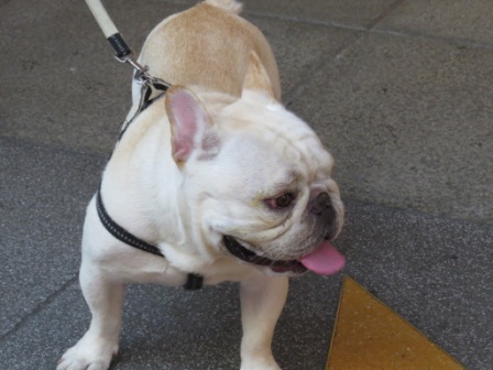 Perfume Dance 跳舞香水(ATT店):被華麗氛圍迷惑的【Perfume Dance 跳舞香水/ATT店】