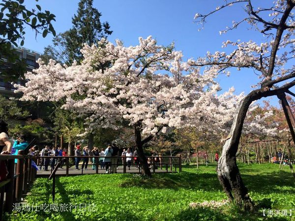 嘉義_阿里山_2015櫻花_07