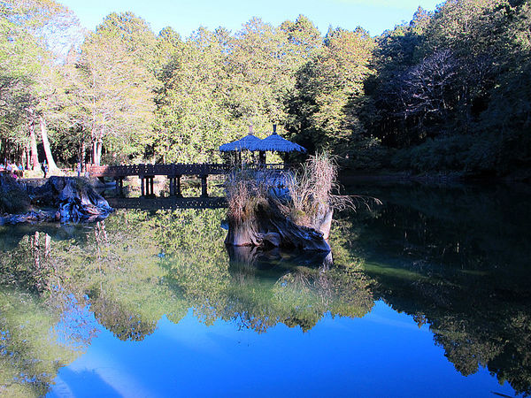 嘉義_阿里山_2015櫻花_17