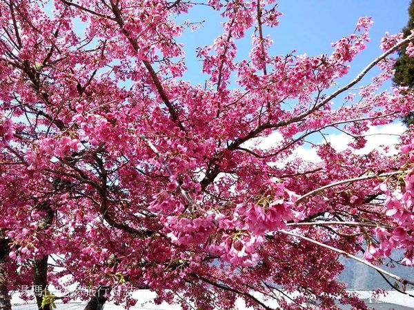 嘉義_阿里山_2015櫻花_13