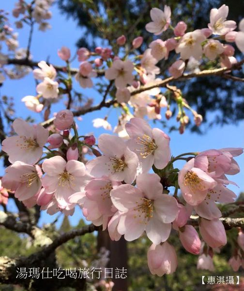 嘉義_阿里山_2015櫻花_05