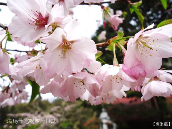 嘉義_阿里山_2015櫻花_11