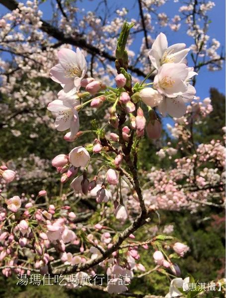 嘉義_阿里山_2015櫻花_08