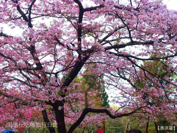 嘉義_阿里山_2015櫻花_09