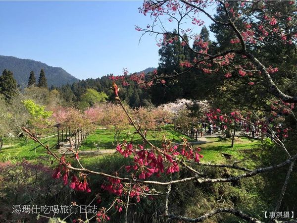 嘉義_阿里山_2015櫻花_02