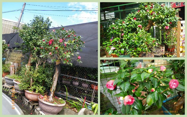 客家大院：年初四[客家大院]來走春