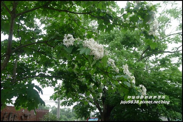 客家大院桐花公園39.JPG