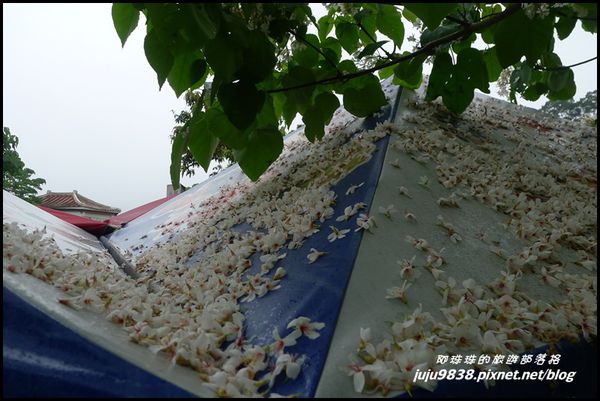 客家大院桐花公園19.JPG