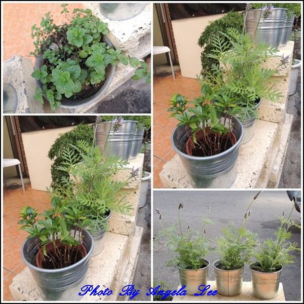 戶外的香草植物