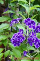 Canopy Cafe & Lifestyle 婆娑：台北巷弄中的曼妙婆娑Canopy Cafe