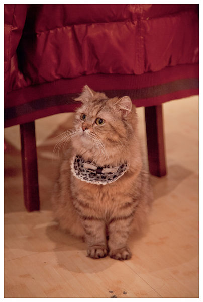 米亞歐隨義小廚