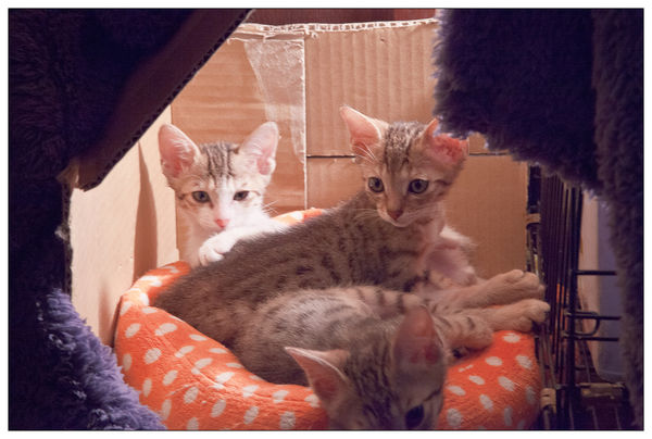 米亞歐隨義小廚