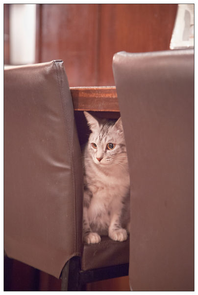 米亞歐隨義小廚