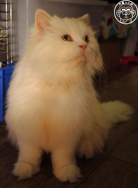 Miao米亞歐隨義小廚：呷飽祙【台北內湖･Miao米亞歐 隨義小廚】巷弄裡的寵物當家義式料理