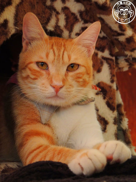 Miao米亞歐隨義小廚：呷飽祙【台北內湖･Miao米亞歐 隨義小廚】巷弄裡的寵物當家義式料理