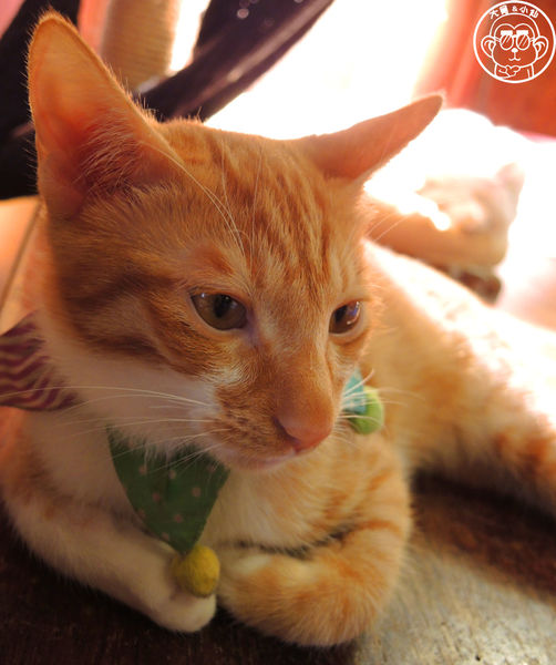 Miao米亞歐隨義小廚：呷飽祙【台北內湖･Miao米亞歐 隨義小廚】巷弄裡的寵物當家義式料理