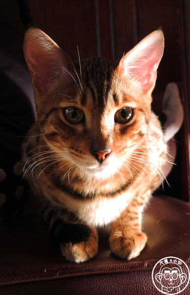 Miao米亞歐隨義小廚：呷飽祙【台北內湖･Miao米亞歐 隨義小廚】巷弄裡的寵物當家義式料理