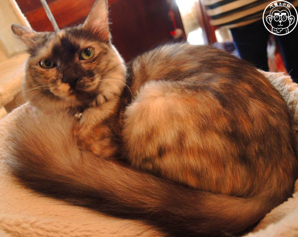 Miao米亞歐隨義小廚：呷飽祙【台北內湖･Miao米亞歐 隨義小廚】巷弄裡的寵物當家義式料理