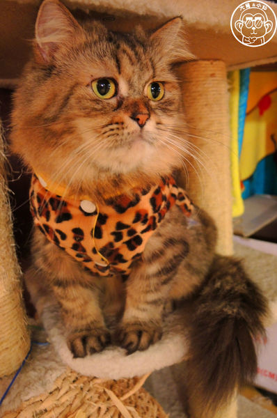 Miao米亞歐隨義小廚：呷飽祙【台北內湖･Miao米亞歐 隨義小廚】巷弄裡的寵物當家義式料理