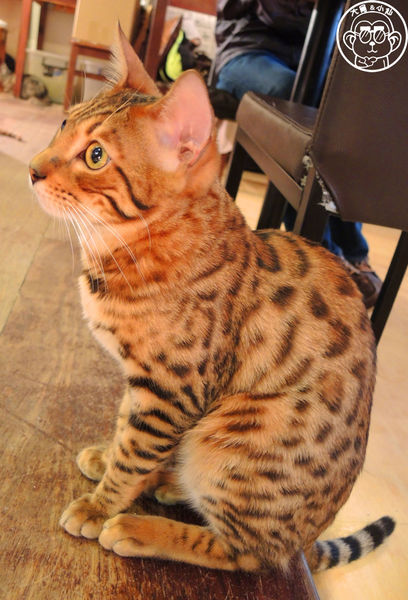 Miao米亞歐隨義小廚：呷飽祙【台北內湖･Miao米亞歐 隨義小廚】巷弄裡的寵物當家義式料理