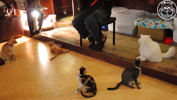 Miao米亞歐隨義小廚：呷飽祙【台北內湖･Miao米亞歐 隨義小廚】巷弄裡的寵物當家義式料理