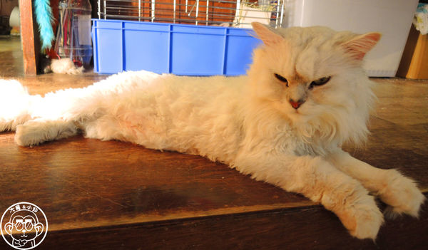 Miao米亞歐隨義小廚：呷飽祙【台北內湖･Miao米亞歐 隨義小廚】巷弄裡的寵物當家義式料理