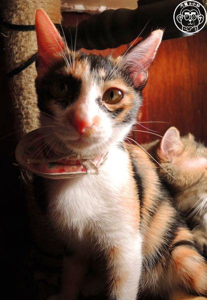 Miao米亞歐隨義小廚：呷飽祙【台北內湖･Miao米亞歐 隨義小廚】巷弄裡的寵物當家義式料理