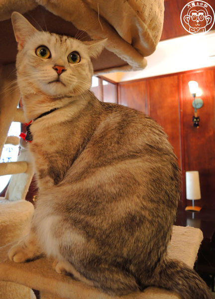 Miao米亞歐隨義小廚：呷飽祙【台北內湖･Miao米亞歐 隨義小廚】巷弄裡的寵物當家義式料理