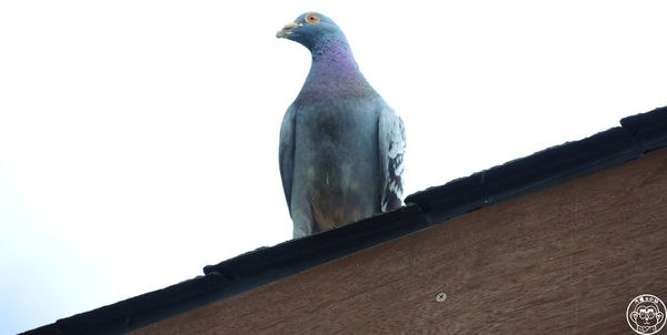 清水地熱廣場:作伙來企投【宜蘭・清水地熱】煮蛋泡腳的親子旅遊好去處