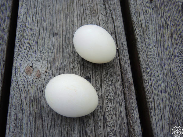 清水地熱廣場:作伙來企投【宜蘭・清水地熱】煮蛋泡腳的親子旅遊好去處