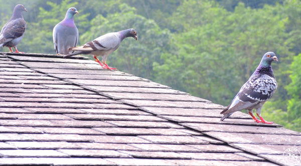 清水地熱廣場:作伙來企投【宜蘭・清水地熱】煮蛋泡腳的親子旅遊好去處