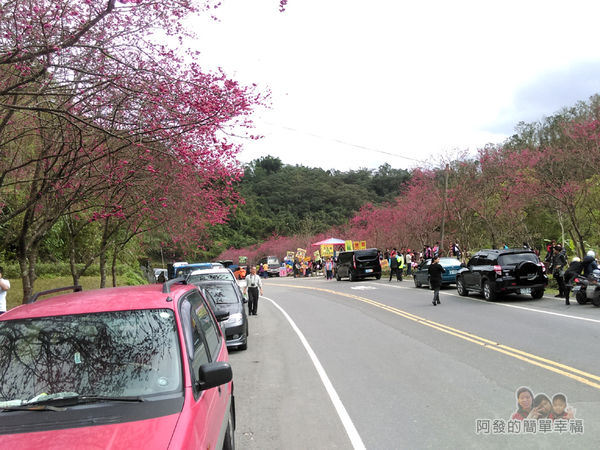 清水地熱01-長埤湖前有片櫻花林