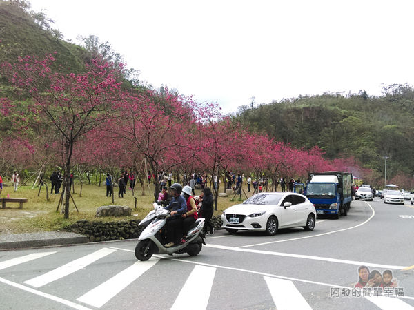 清水地熱02-長埤湖前的櫻花林人潮