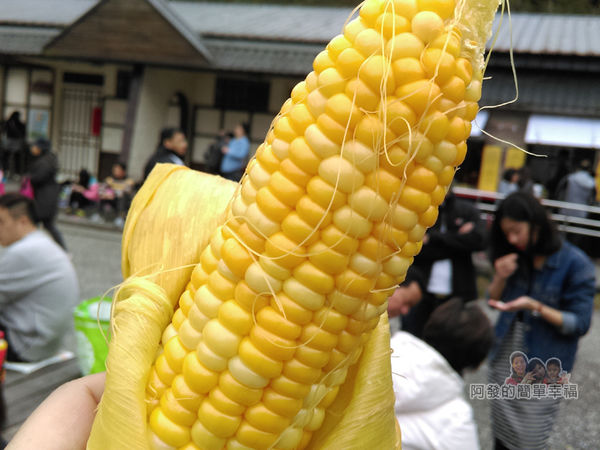 清水地熱32-煮後的水果玉米