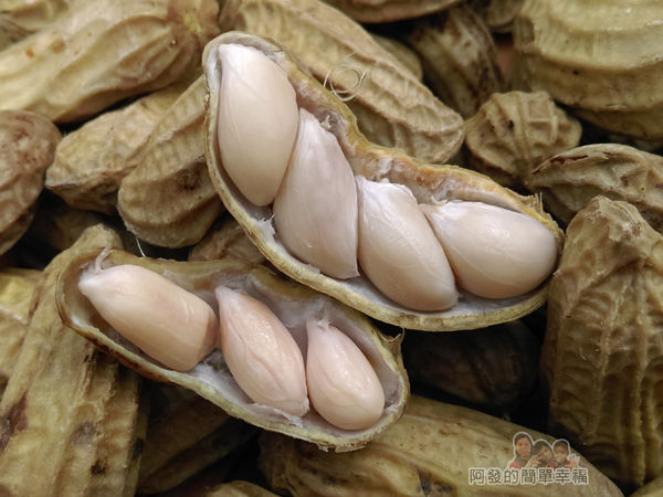 清水地熱39-溫泉花生