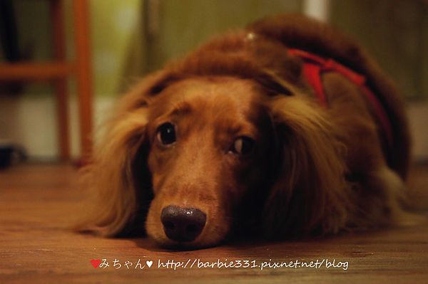 Sam咖啡小館：♥吃吧~台北ღ松山區♥初訪 小店高品質!!超Cute拉花咖啡~好療癒!!☆Sam 咖啡☆ (動物友善、捷運、下午茶)