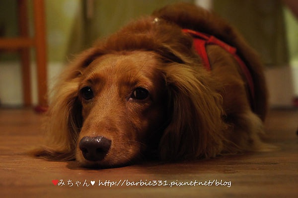 Sam咖啡小館：♥吃吧~台北ღ松山區♥初訪 小店高品質!!超Cute拉花咖啡~好療癒!!☆Sam 咖啡☆ (動物友善、捷運、下午茶)