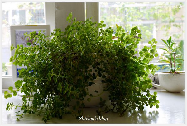 P714+旗艦店：捷運新埔站‧P714+小行星花園