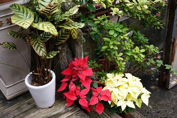 The Villa Herbs restaurant(樂利店):(胖樺食記) 台北市大安區The Villa Herbs restaurant / 樂利店。燈光美氣氛佳的城市清流。