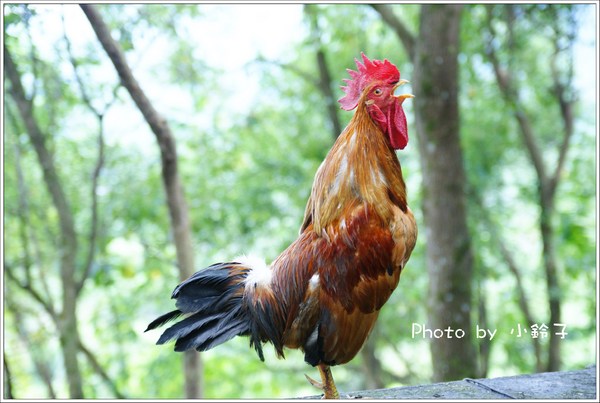 月廬餐廳:漫活花蓮深山美食「月廬」梅子雞